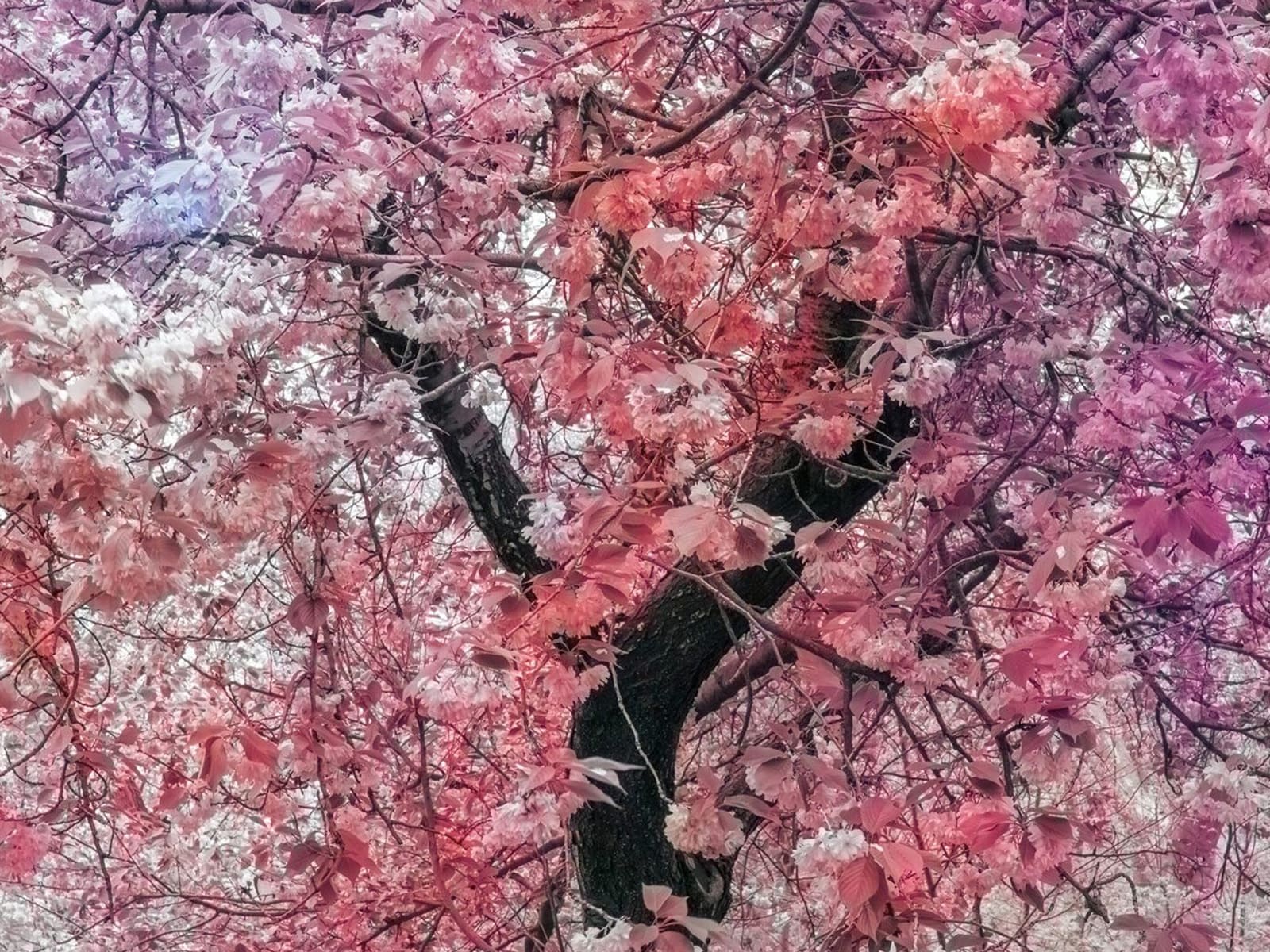 foto di Visioni Diacroniche – Trevor Paglen