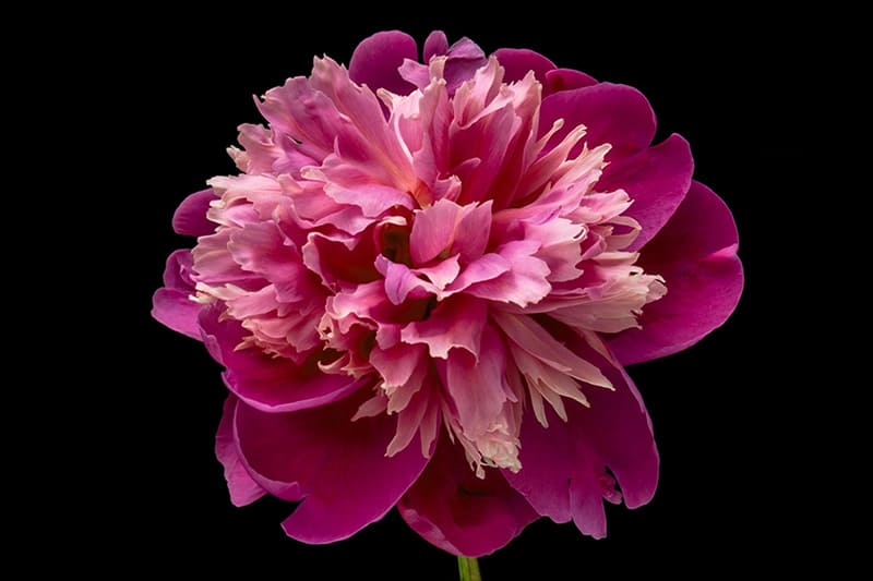 foto di Portanuova celebra la nuova stagione come un ritorno alla vita con Urban Bloom